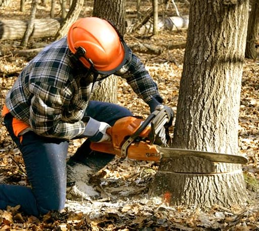 Tree Removal in Tresckow, PA